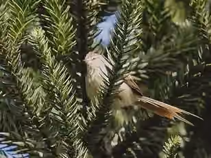 Dokumentasi Leptasthenura striolata