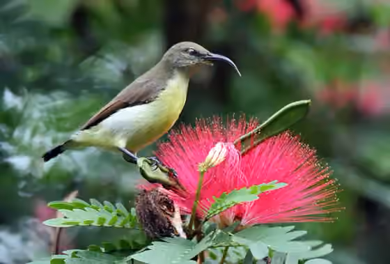 Dokumentasi Leptocoma zeylonica