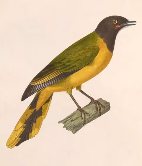 Ilustrasi Lobotos lobatus
