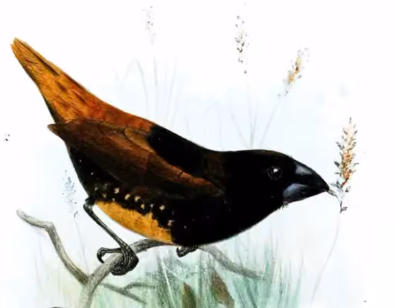 Ilustrasi Lonchura melaena