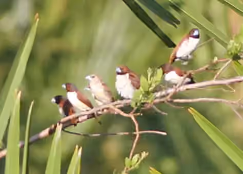 Dokumentasi Lonchura quinticolor