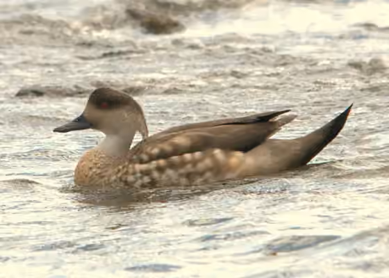 Dokumentasi Lophonetta specularioides