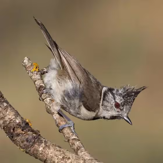 Dokumentasi Lophophanes cristatus