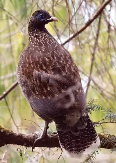 Dokumentasi Lophophorus sclateri