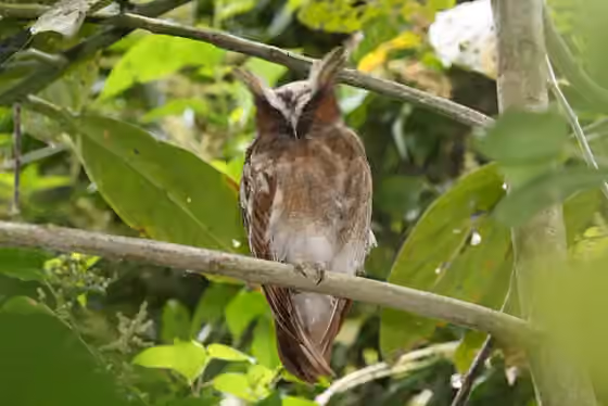 Dokumentasi Lophostrix cristata