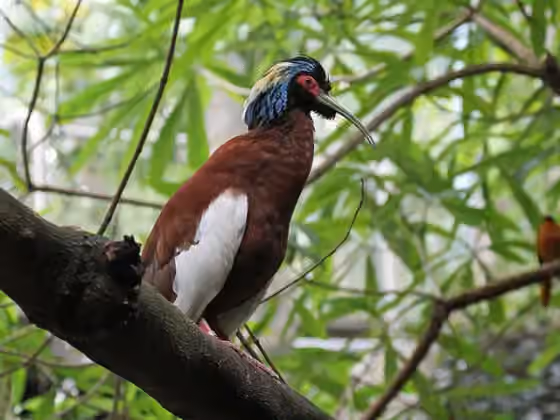 Dokumentasi Lophotibis cristata