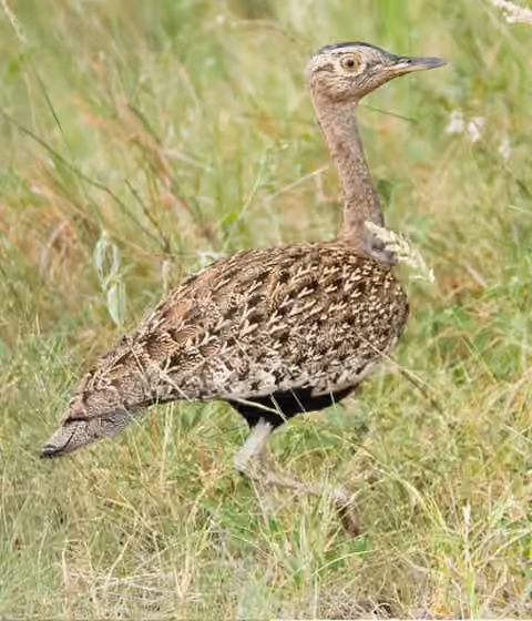Dokumentasi Lophotis ruficrista