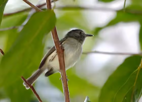 Dokumentasi Lophotriccus vitiosus
