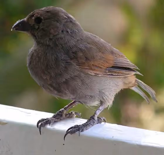 Dokumentasi Loxigilla barbadensis