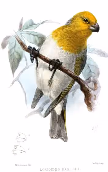 Ilustrasi Loxioides bailleui