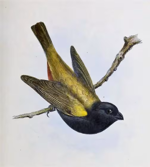 Ilustrasi Loxipasser anoxanthus