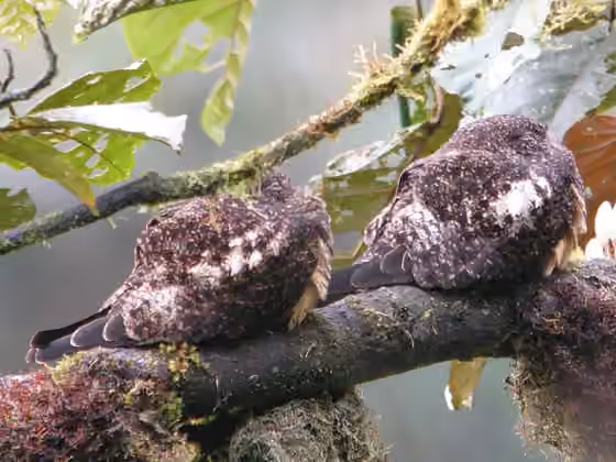 Dokumentasi Lurocalis rufiventris