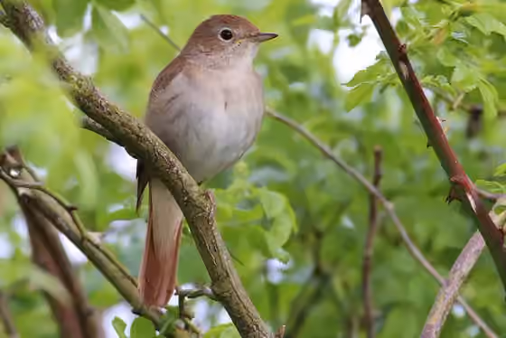 Dokumentasi Luscinia megarhynchos