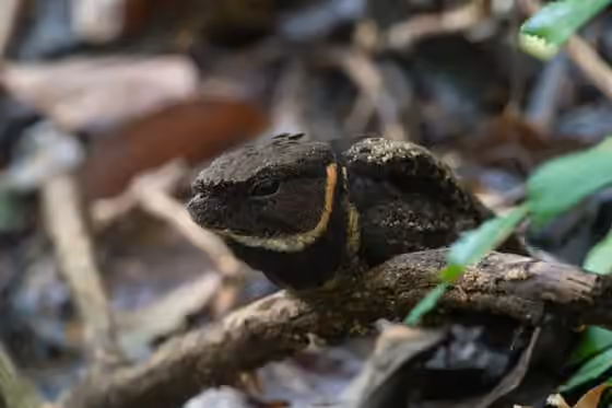 Dokumentasi Lyncornis macrotis