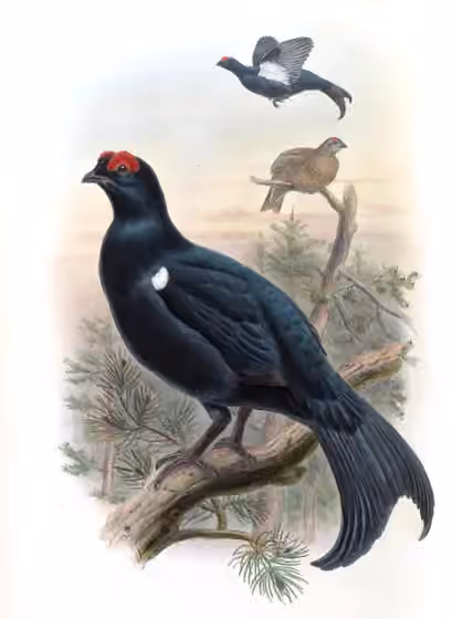 Ilustrasi Lyrurus mlokosiewiczi