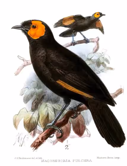 Ilustrasi Macgregoria pulchra