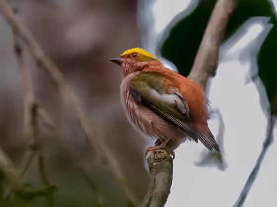 Dokumentasi Machaeropterus pyrocephalus