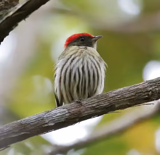 Dokumentasi Machaeropterus regulus
