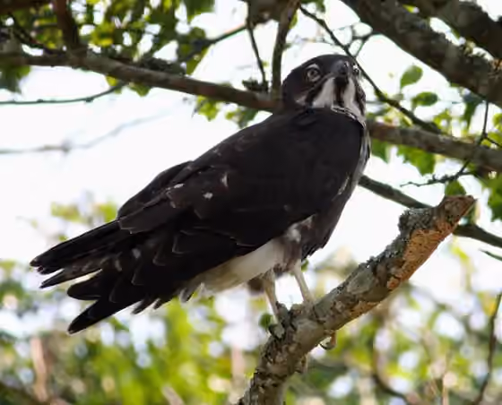 Dokumentasi Macheiramphus alcinus