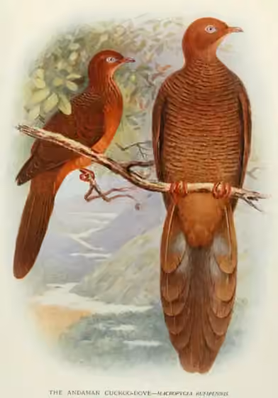 Ilustrasi Macropygia rufipennis