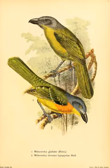 Ilustrasi Malaconotus gladiator pada burung nomor 1 di bagian atas; burung bagian bawah merupakan takson lain.
