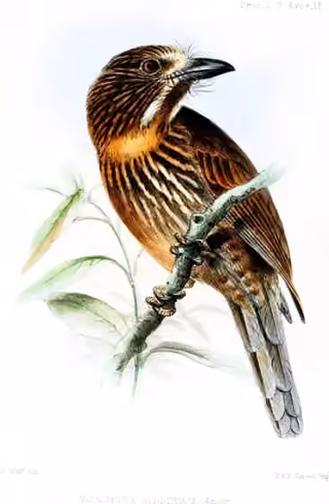Ilustrasi Malacoptila fulvogularis