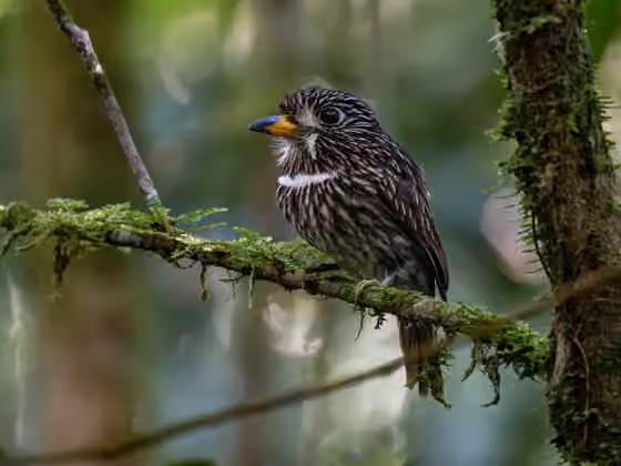 Dokumentasi Malacoptila fusca