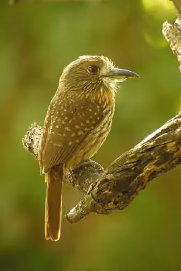 Dokumentasi Malacoptila panamensis