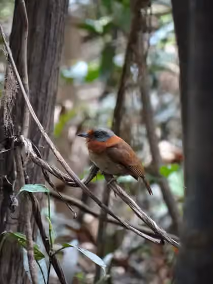Dokumentasi Malacoptila rufa