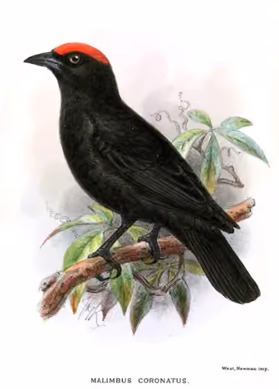 Ilustrasi dokumenter Malimbus coronatus