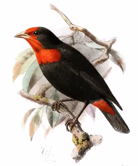 Ilustrasi dokumenter Malimbus scutatus