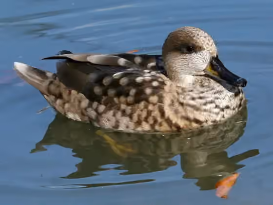 Dokumentasi Marmaronetta angustirostris