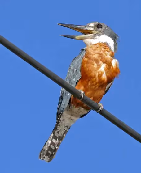 Dokumentasi Megaceryle torquata