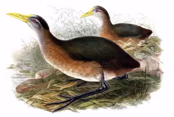 Ilustrasi Megacrex inepta