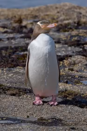 Dokumentasi Megadyptes antipodes