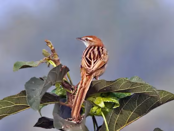 Dokumentasi Megalurus palustris