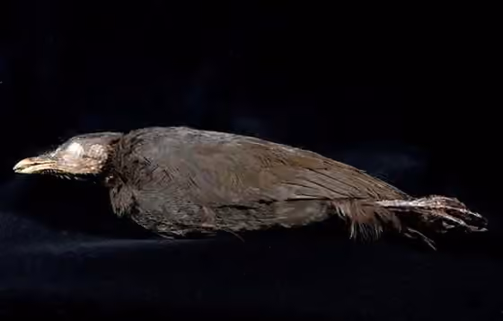 Spesimen museum Megapodius geelvinkianus