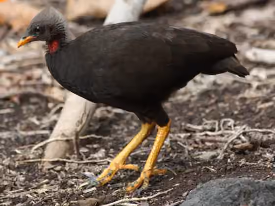 Dokumentasi Megapodius laperouse