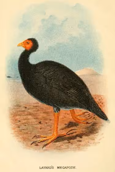 Ilustrasi Megapodius layardi