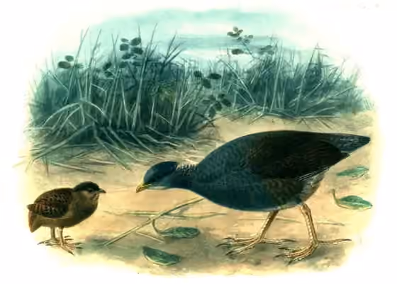 Ilustrasi Megapodius pritchardii