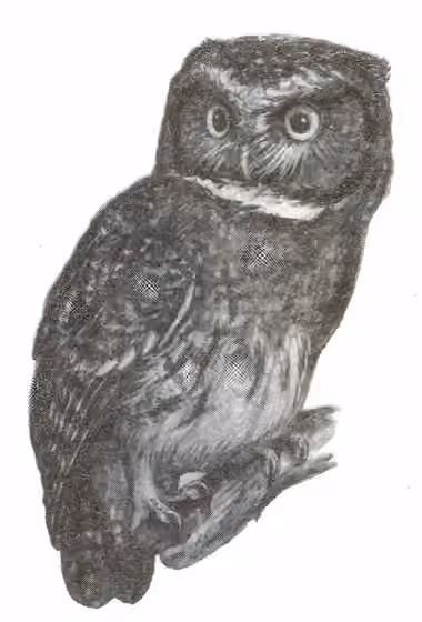 Ilustrasi Megascops albogularis