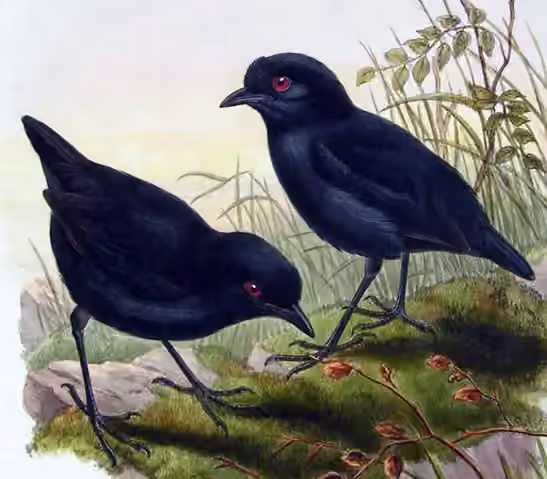 Ilustrasi Melampitta lugubris