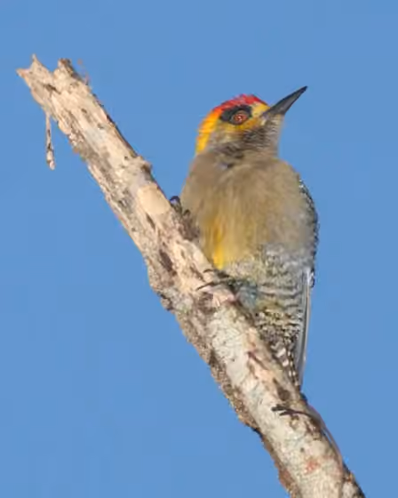 Dokumentasi Melanerpes chrysogenys