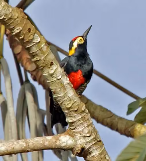 Dokumentasi Melanerpes cruentatus