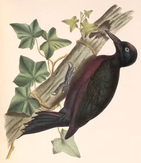 Ilustrasi Melanerpes herminieri