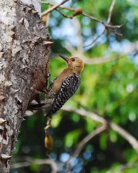 Dokumentasi Melanerpes hoffmannii