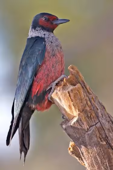 Dokumentasi Melanerpes lewis