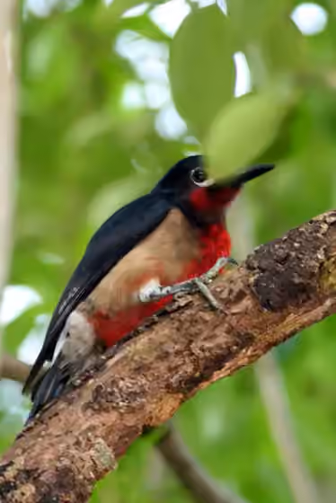 Dokumentasi Melanerpes portoricensis