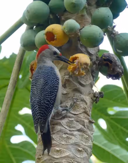 Dokumentasi Melanerpes pygmaeus