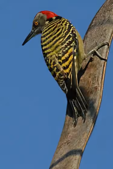 Dokumentasi Melanerpes striatus